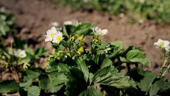 Bush of blooming strawberries grow on an organic farm on a sunny day.