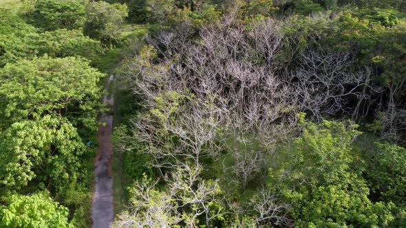 Aerial view bare leaves tree