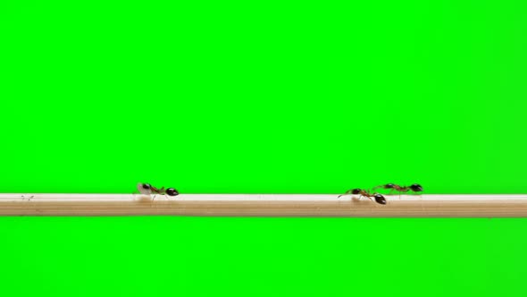 Ants of the Species Monomorium Floricola, Run Across a Straw Branch As If on a Bridge