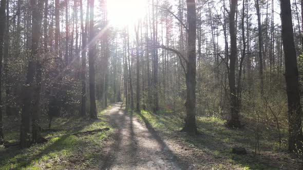 Aerial View of the Road Inside the Forest