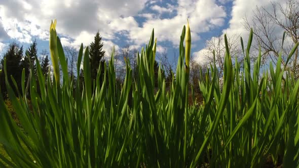 24 Hours Grass Growing