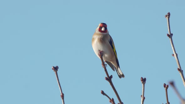 European goldfinch perching on tree branch, against blue sky background