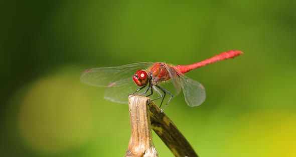 Scarlet Dragonfly Crocothemis Erythraea is a Species of Dragonfly in the Family Libellulidae