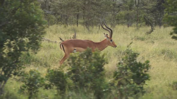 Black-faced Impala With Long Horns Walking In The Wilderness In El Karama Lodge In Kenya.-wide rolli