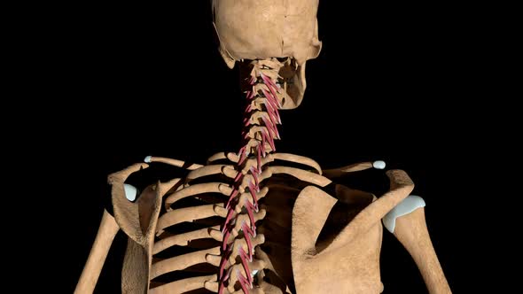 Rotators Muscles Of The Spine On Skeleton