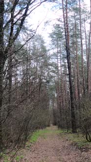 Vertical Video of the Small Road in the Forest During the Day