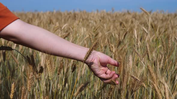 Wheat Sprouts In Farmer's Hand. Farmer Walking In Field Checking Wheat Crop.