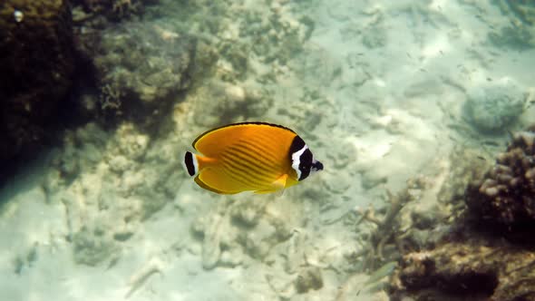 Underwater Video of Pair Yellow Butterflyfish Fishes in Tropical Coral Reefs