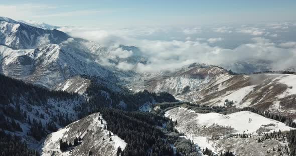 Snow Forest in the Mountains Above the Clouds