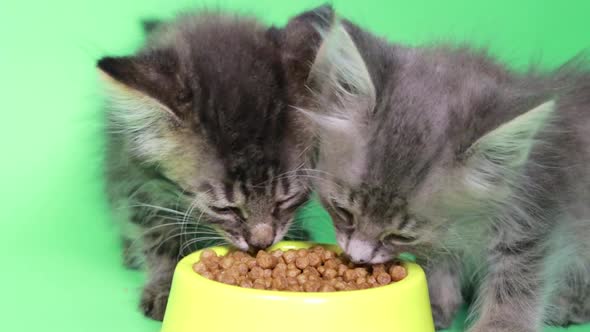 Two Small Kittens Eat Dry Food Closeup on a Green Background of Chromakey Green Screen