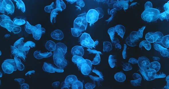 Jellyfish swim inside light tank