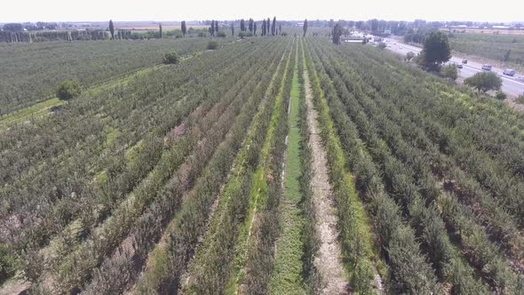 agricultural field panorama