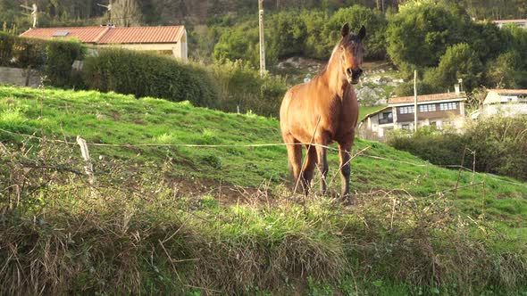A tired brown horse in a pasture on a ranch behind a wire fence 