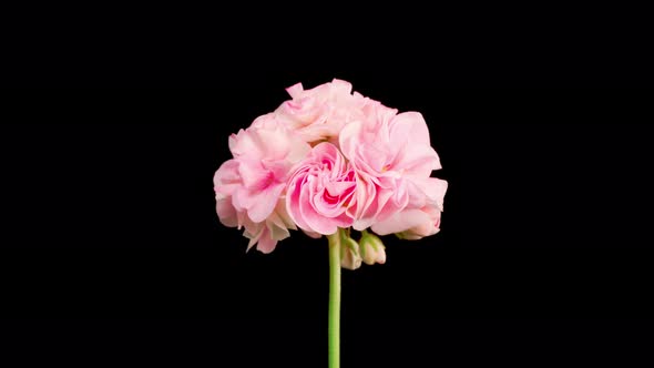 Time Lapse of Opening Pink Geranium ( Pelargonium ) Flower