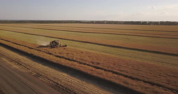 The Harvester Collects On A Rape Field In The Evening At Sunset