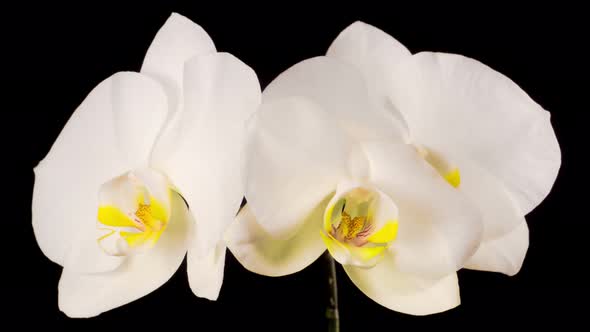 Blooming White Orchid Phalaenopsis Flower