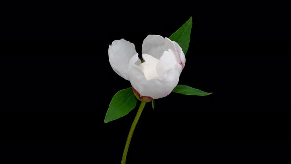 Time Lapse of Opening Peony Flower on Pure Black Background