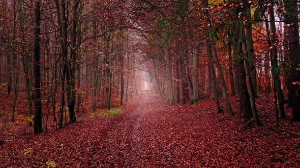 Leafy footpath in autumn forest. Aerial view of wildlife, Poland.