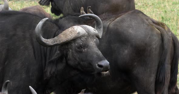 African Buffalo, syncerus caffer, Adult who Ruminates, Masai Mara Park in Kenya, Real Time 4K