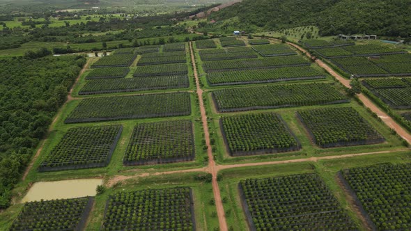 Aerial view of Kampot pepper plantation, Phnom Voar mountain, Cambodia.