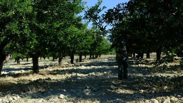 Man Sprays Medicine Apple Orchard