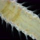 Worm Polychaeta Family Amphinomidae Under a Microscope - VideoHive Item for Sale