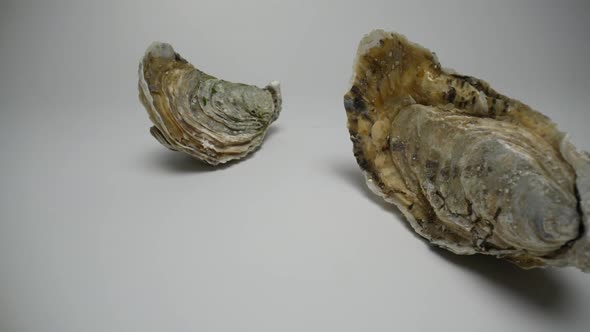 Oysters 64