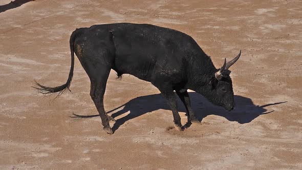 Bull during a Camarguaise race