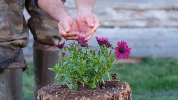 Hand Watering a Young Plant