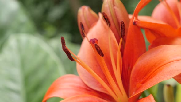 Herbaceous tiger lily   flower shallow DOF 4K 2160p 30fps UltraHD footage - Close-up details of  Lil