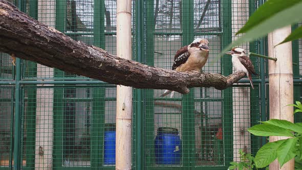 Two laughing Kookaburra kingfisher birds perched on tree branch inside cage