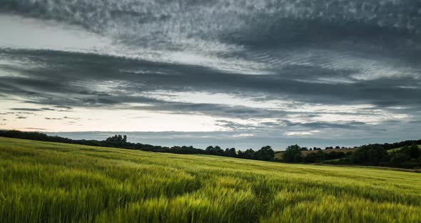 Wheat Field Time Lapse With Clouds In Evening