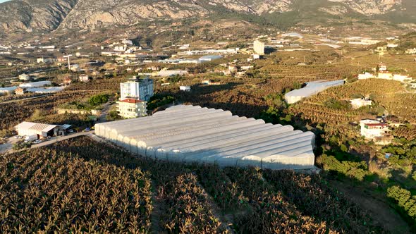 Banana greenhouse aerial view 4 K Alanya Turkey