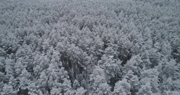 Winter Landscape Forest