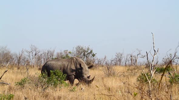 Southern white rhinoceros in Kruger National park, South Africa