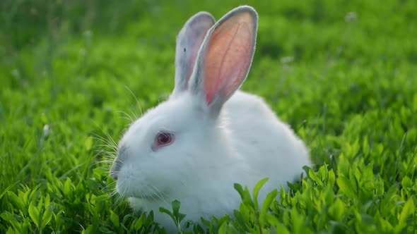 Calm white rabbit sitting on the green grass
