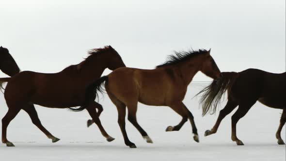 Horses running from right to left with 2 cowboys pushing them across the Salt Flats