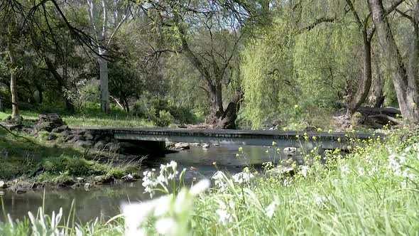 River Background Video Footage - Green Trees Near The River