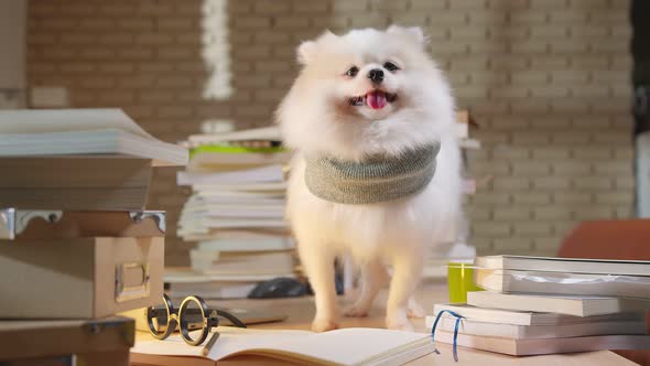 puppy dog open wide mouth on working table