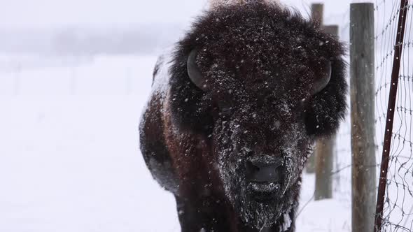 bison massive male bull in snowstorm along fence