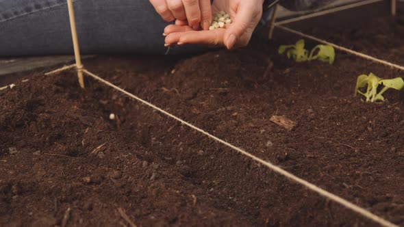 Gardener Planting Seeds Into Soil