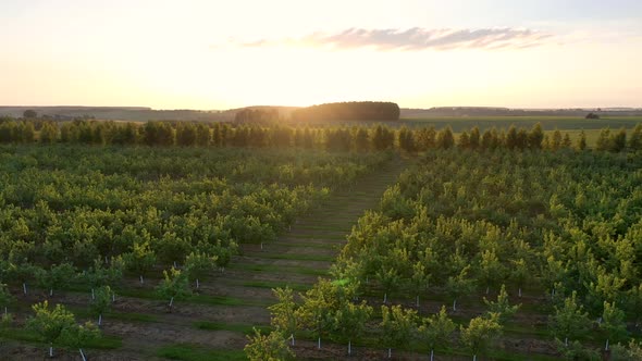 Aerial View Of Blooming Apple Orchard Against Of The Sunset Warm Rays