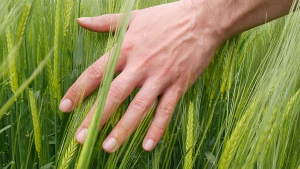 Strong Male Hand Gently Runs on Fresh Green Wheat in the Field Checking the Future Harvest