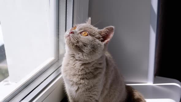 Small Fluffy Kitten Walking on the Windowsill By the Window in Rays of Sunlight