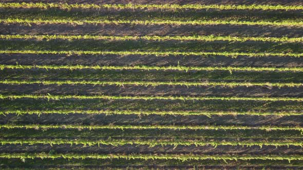 Aerial View of Vineyards Field Plantation on Sunset