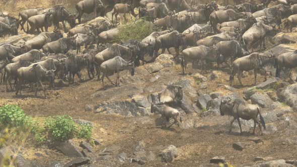 Gnus walking on rocks