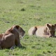 Lioness Eating And Another Watching - VideoHive Item for Sale