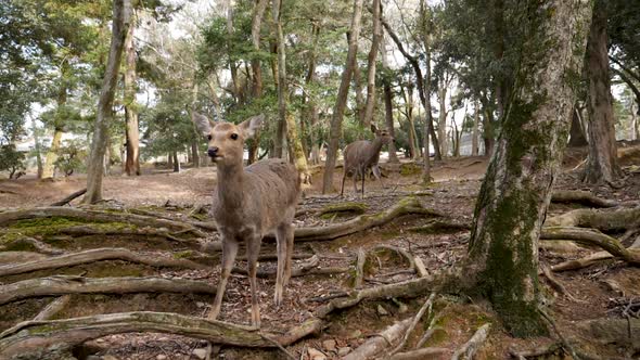 Close Up of Wild Deer in Nara