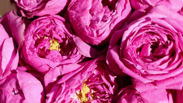 Slow Motion of Pink Roses Peonies Rotating