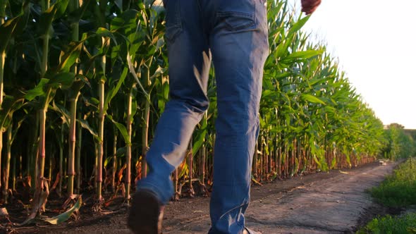 A Village Farmer Goes and Inspects the Corn Crop